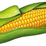 Single ear of yellow corn with husk.