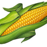 Ear of corn