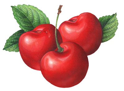 Three sweet red cherries with leaves