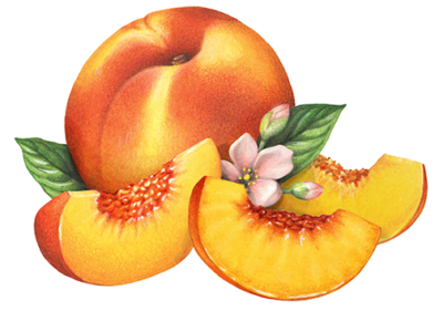 Whole peach with three peach slices, leaves and blossoms