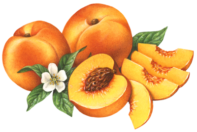 Two whole peaches, four slices, one cut peach half with leaves and blossom