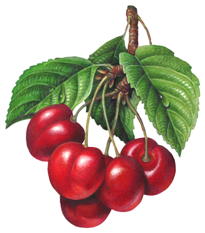 Cherry branch with five cherries.