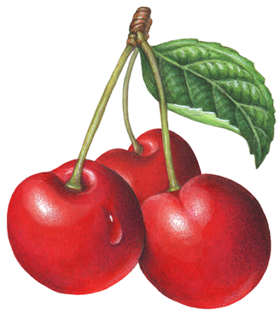 Three red cherries on stems with a leaf