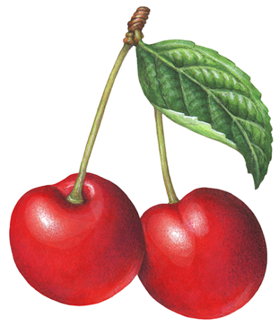 Two red cherries with stems and a leaf