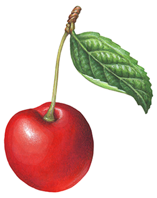 Single red cherry with a stem and a leaf