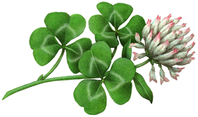 Clover with leaves and a white flower