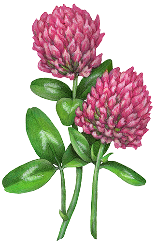 Clover with two pink flowers