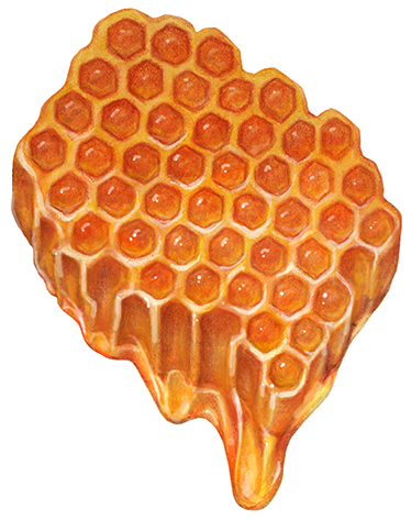 Honeycomb with dripping honey