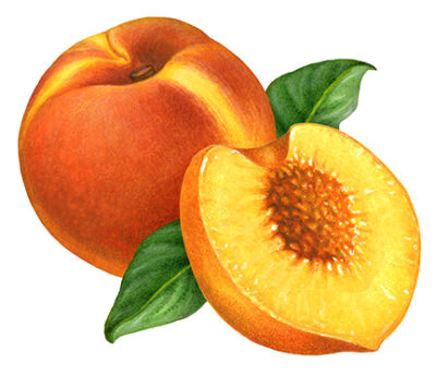 Whole peach with a cut peach half and leaf.