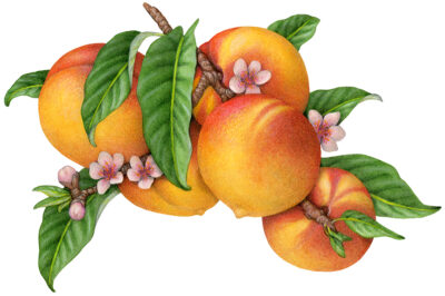 Peach tree branch with five peaches, and peach flower blossoms and buds with leaves.