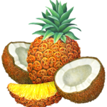 Whole pineapple with a pineapple slice and two cut coconut halves.
