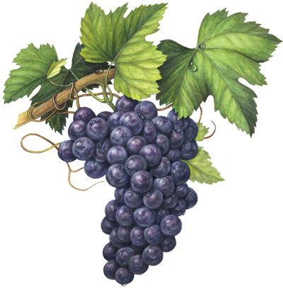 Bunch of purple grapes on a vine with leaves.