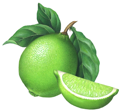 Botanical illustration of a lime with leaves and a lime wedge.