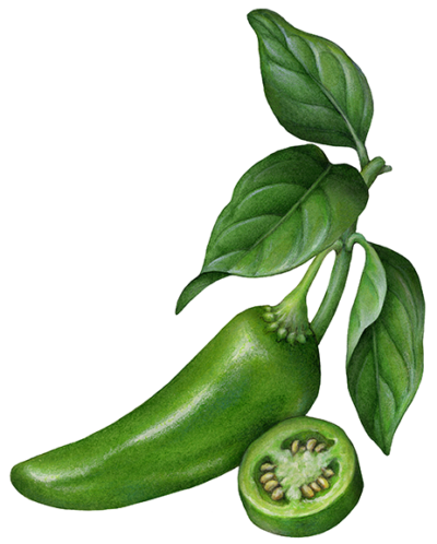 Jalapeno pepper plant with pepper and leaves.