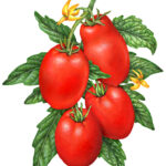 Four Roma tomatoes on a branch with leaves and tomato flowers.