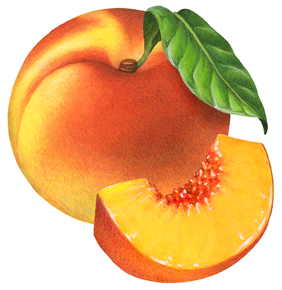 Single peach with a leaf and a peach slice.