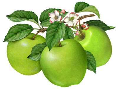 Branch of three green apples with leaves and blossoms.