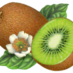 Whole kiwi with a cut kiwi half, and kiwi flower with leaves.