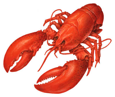 Whole cooked lobster illustration