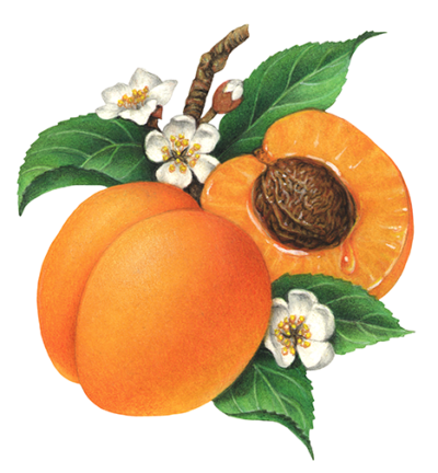 Apricots on a branch with a whole apricot and a cut half, with blossoms and leaves.