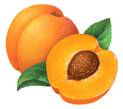 One whole apricot with a cut half apricot and leaves.