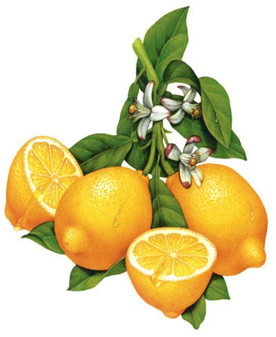 Lemon branch with two whole lemons, leaves, and lemon blossoms, with two cut lemon halves.