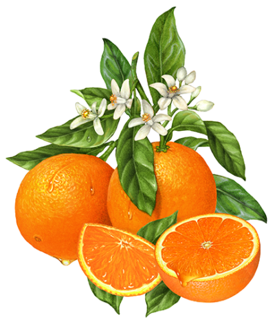 Orange branch with two oranges, orange blossoms and leaves, with a cut orange half and cut orange wedge.