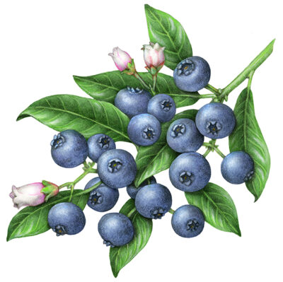 Blueberries on a branch with leaves and three flowers.