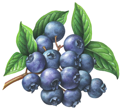 Blueberries on a branch with leaves