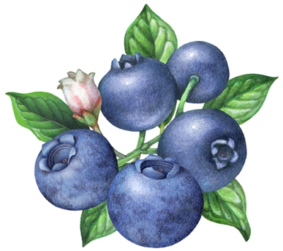 five blueberries on a branch with a blueberry flower and leaves