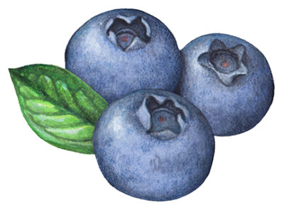 Berry stock art of three blueberries with a leaf.