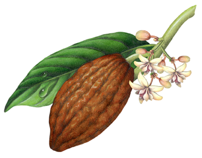 Cacao plant with leaf, flowers and brown fruit pod