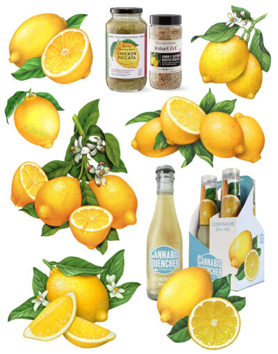 Lemon botanical illustrations used for packaging.