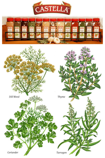 Realistic illustrations of dill weed, thyme, tarragon, and coriander.