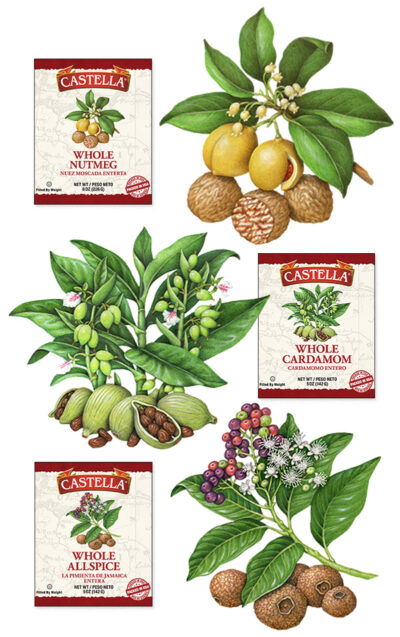 Realistic illustrations of nutmeg, cardamom, and allspice.