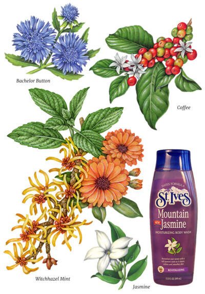 realistic botanical illustrations of bachelor buttons, coffee plant, jasmine, with hazel, mint, and echinacea.