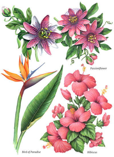 Illustrations of tropical flowers like hibiscus, passion flower, and bird of paradise.