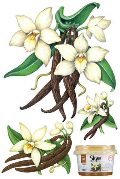 Realistic botanical illustrations of vanilla plants with vanilla flowers, beans and leaves.