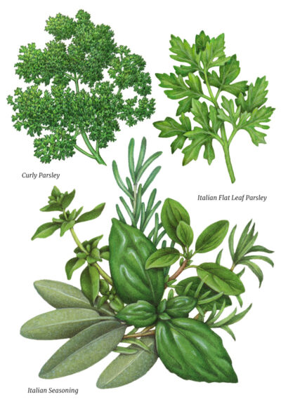 Illustrations of culinary herbs including curly parsley, flat leaf parsley and Italian seasoning herbs.