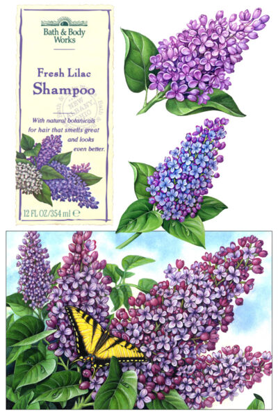 Watercolor botanical illustrations of purple lilacs.