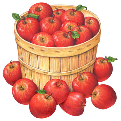 Bushel basket of red apples, also with apples on outside.