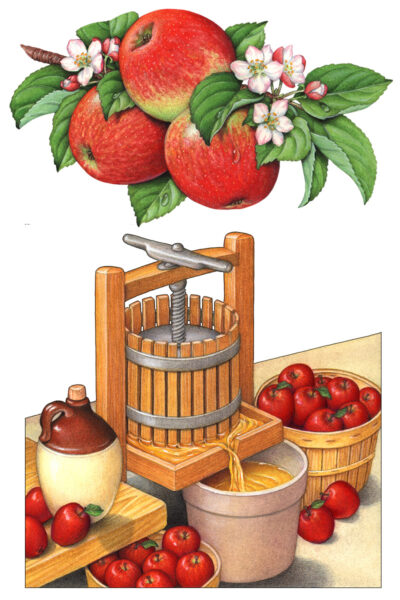 Apple branch with three Honeycrisp apples and a ciderpress with a basket of apples and cider.