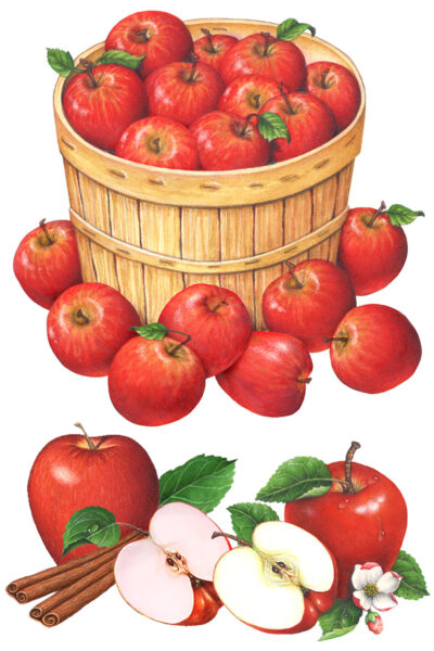 Red apples and a bushel basket with apples.