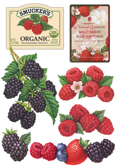 Illustrations of berries, including blackberries and raspberries.