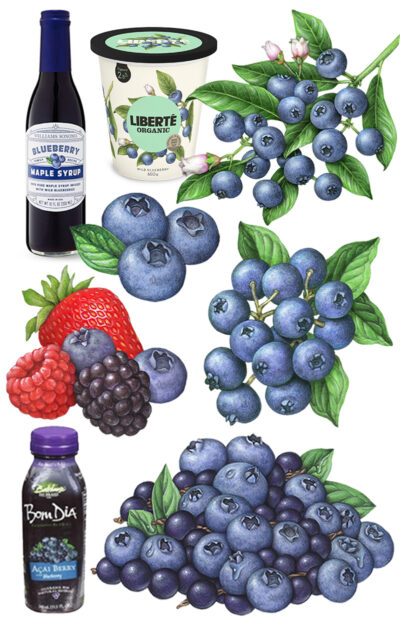 blueberry and mixed berry illustrations used for packaging.