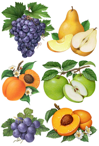 Six fruit illustrations of grapes, pears, apricots, and green apples.