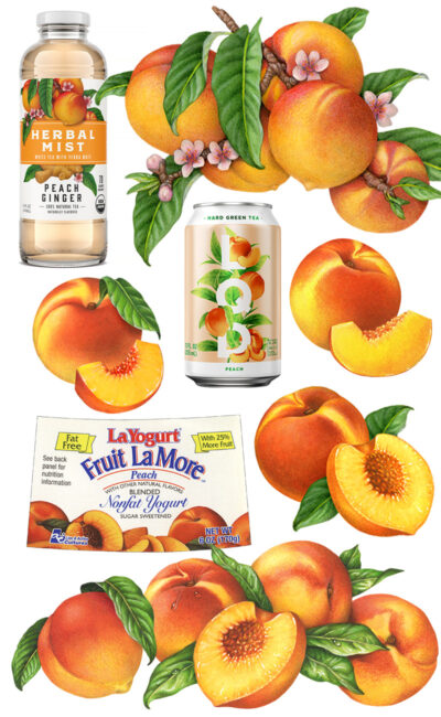 Illustrations of peaches used for packaging.