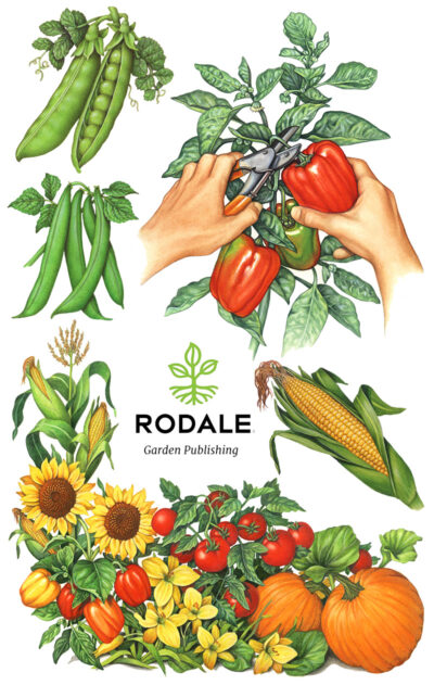 Illustrations of vegetables including a garden, bell peppers, an ear of corn, peas, and green beans.