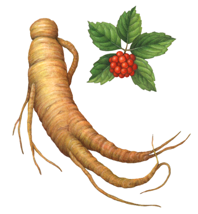 Ginseng root with separate leaves and flowers