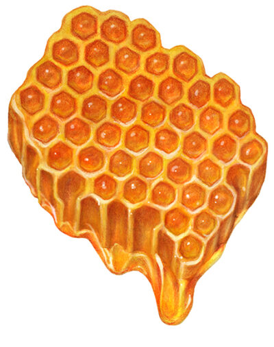 Honeycomb with dripping honey